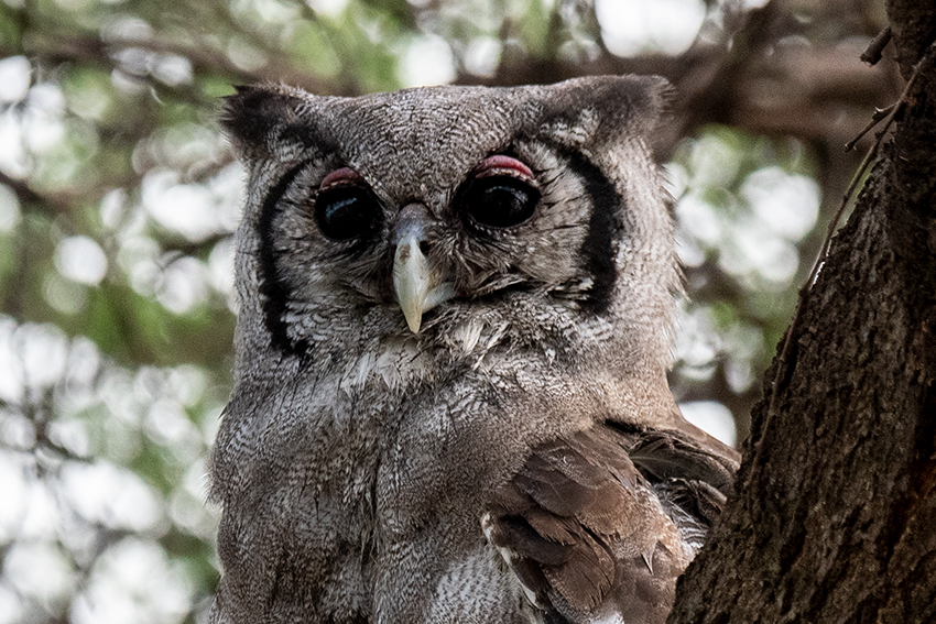 Verreaux's Eagle-Owl, Lemiani Circuit, Tarangire NP, Tanzania