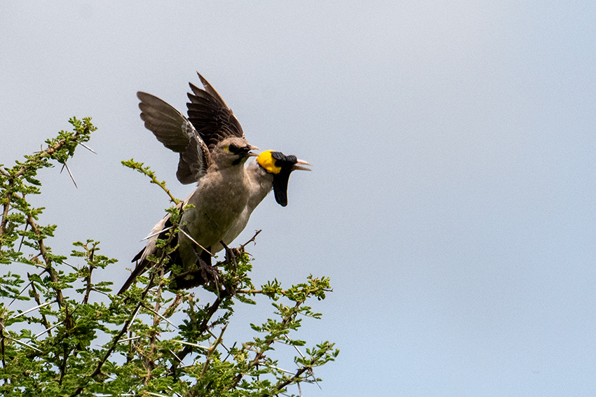 Female and Male Wattled Starling, Lemiani Circuit, Tarangire NP, Tanzania