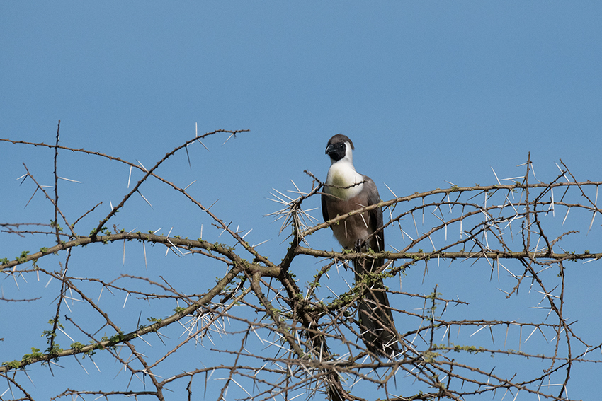 White-bellied Go-away-bird, Seronera Area, Serengeti NP, Tanzania