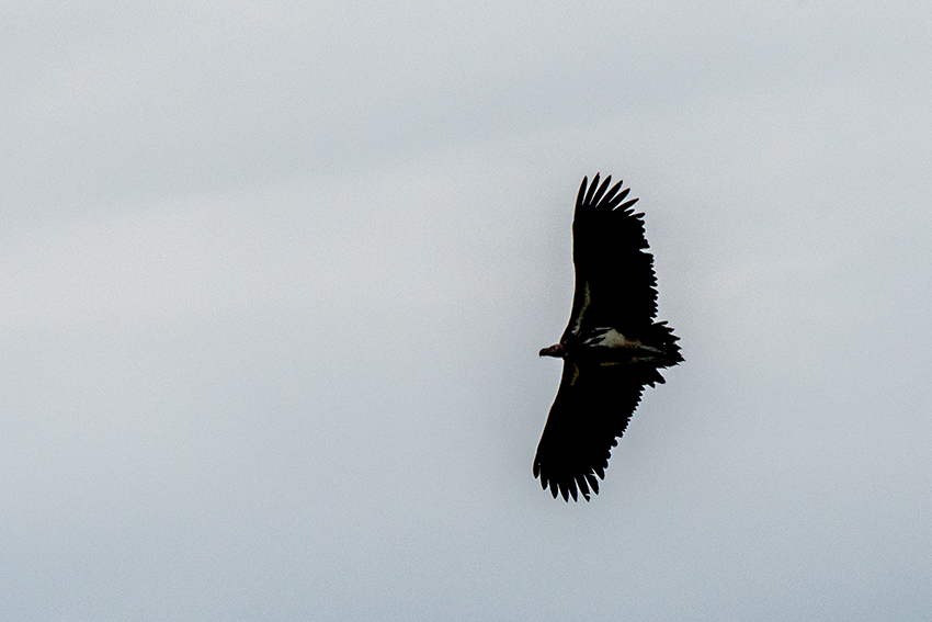 White-backed Vulture, Ngorongoro Crater, Tanzania