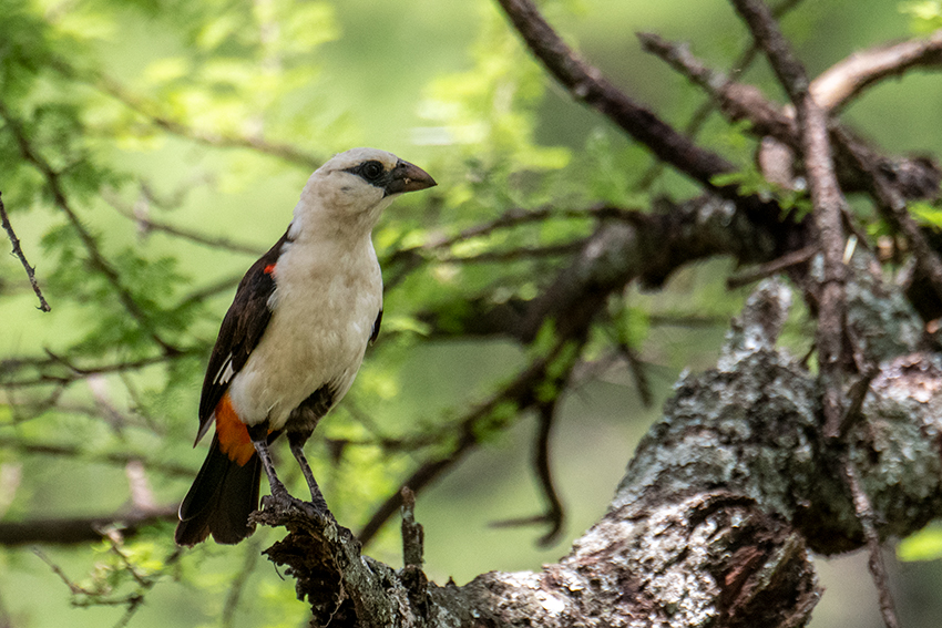 White-headed Buffalo-Weaver, Lemiani Circuit, Tarangire NP, Tanzania