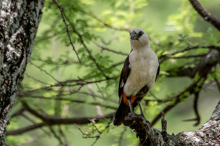 White-headed Buffalo-Weaver, Lemiani Circuit, Tarangire NP, Tanzania