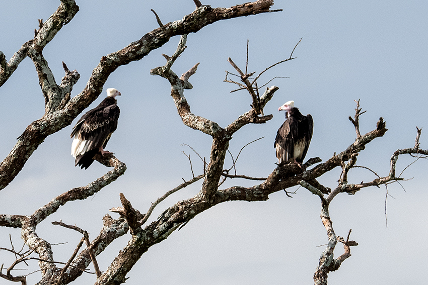 White-headed Vulture, Seronera Area, Serengeti NP, Tanzania