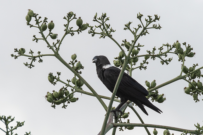 White-necked Raven, en route Same > Mullers Mountain Lodge, Tanzania