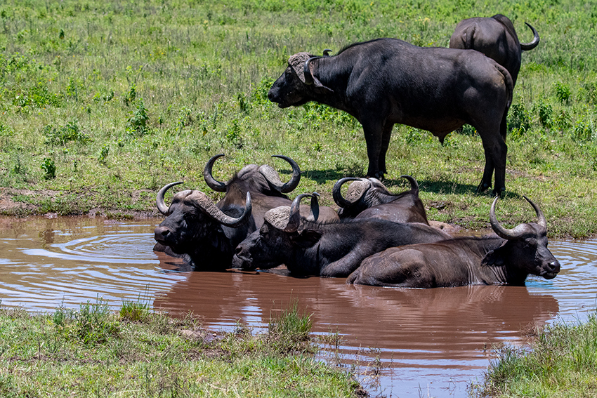 African Buffalo, Arusha National Park, Tanzania