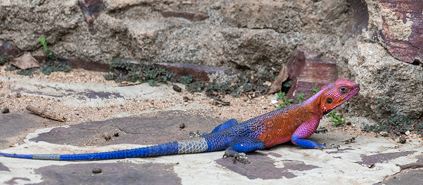 Agama Lizard, Seronera Area, Serengeti NP, Tanzania