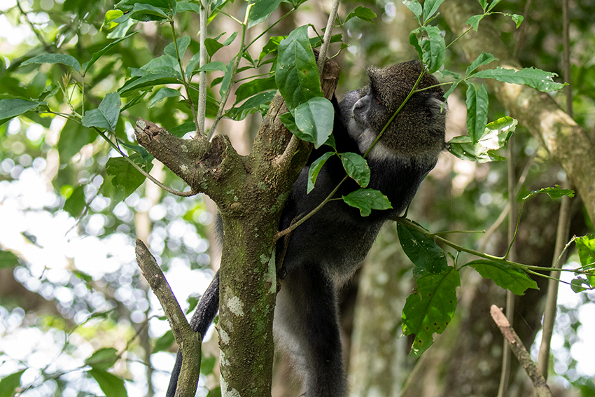 Blue Monkey, Arusha National Park, Tanzania