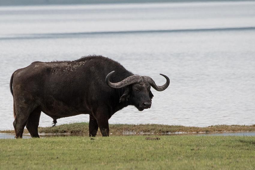 Cape Buffalo, Ngorongoro Crater, Tanzania