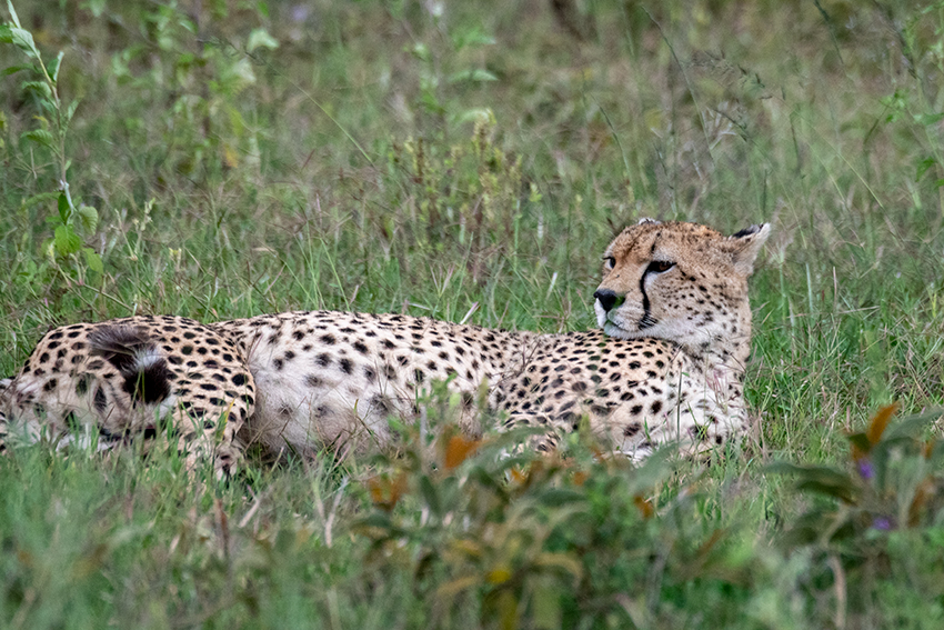 Cheetah, Serengeti NP, Tanzania