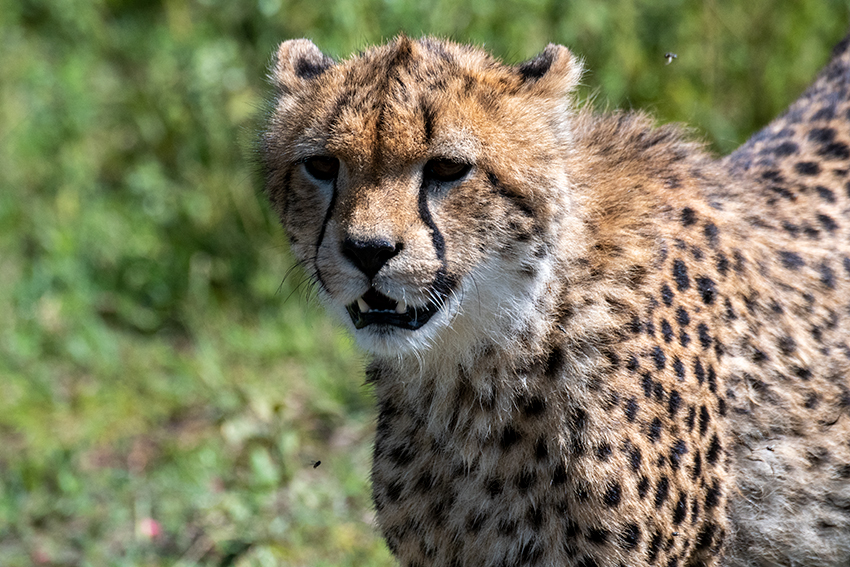 Cheetah, Big Marsh, Ndutu Area, Tanzania