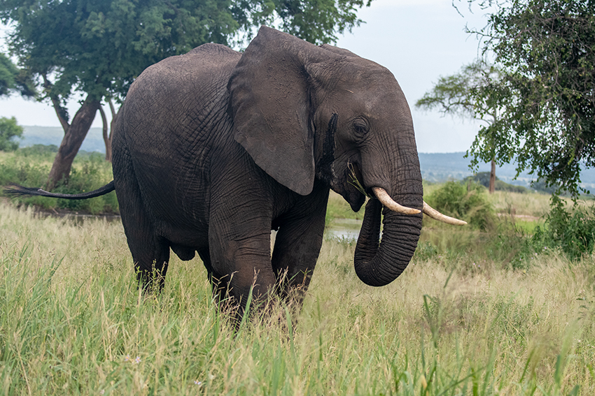African Elephant, Small Serengeti, Tarangire NP, Tanzania