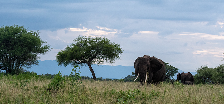 African Elephant, Small Serengeti, Tarangire NP, Tanzania