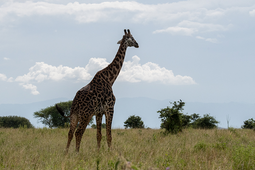 Masai Giraffe, en Route to Lake Manyara Serene Mountain Lodge, Tanzania