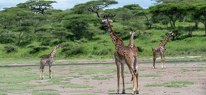Masai Giraffe, Big Marsh, Ndutu Area, Tanzania