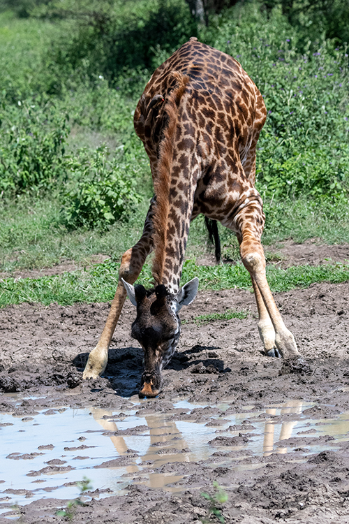 Masai Giraffe, Drive Through the Central Serengeti, Tanzania