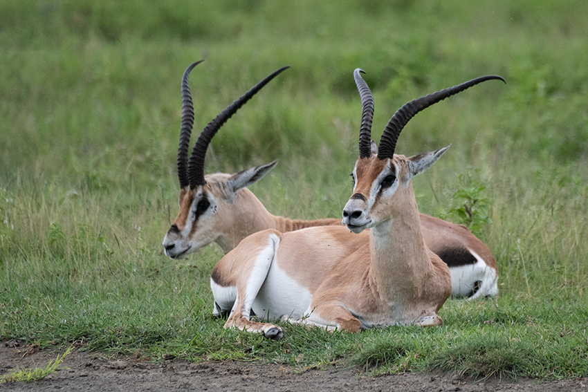 Grant's Gazelle, Ngorongoro Crater, Tanzania