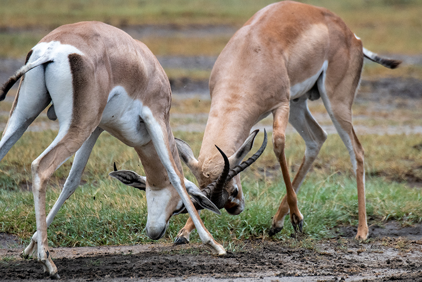 Grant's Gazelle, Big Marsh, Ndutu Area, Tanzania