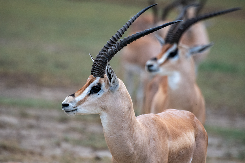 Grant's Gazelle, Big Marsh, Ndutu Area, Tanzania