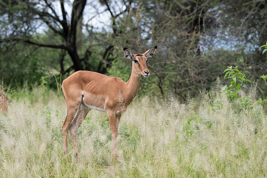 Impala, Game Drive, Tarangire NP, Tanzania