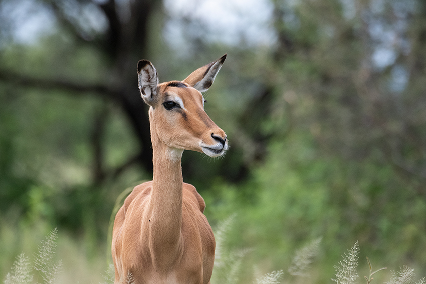 Impala, Game Drive, Tarangire NP, Tanzania