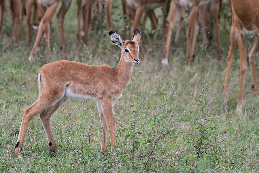 Impala, Big Marsh, Ndutu Area, Tanzania