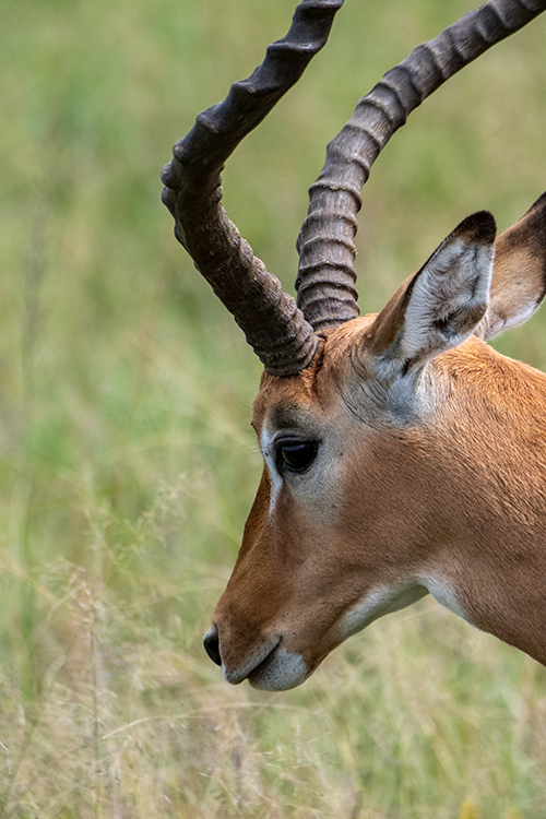 Impala, Seronera Area, Serengeti NP, Tanzania