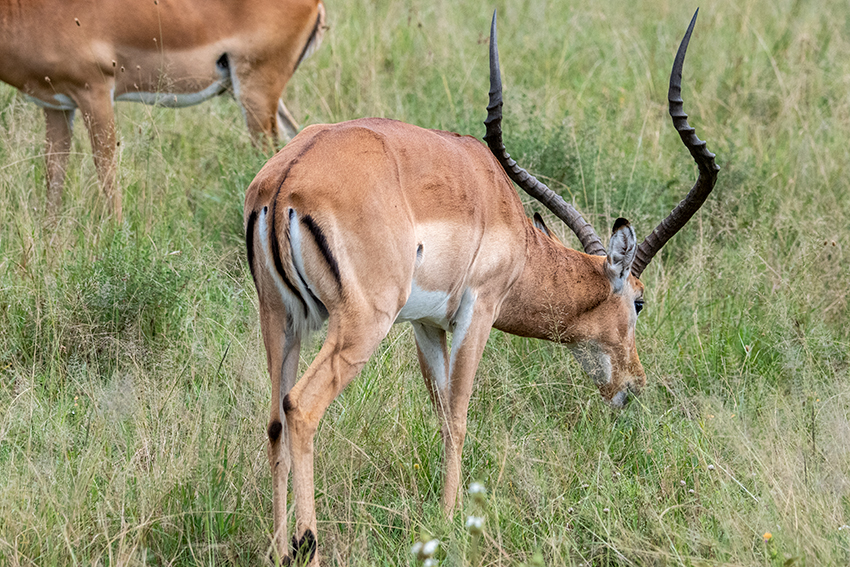 Impala, Seronera Area, Serengeti NP, Tanzania