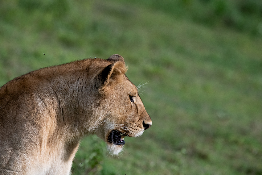Lion, Serengeti NP, Tanzania