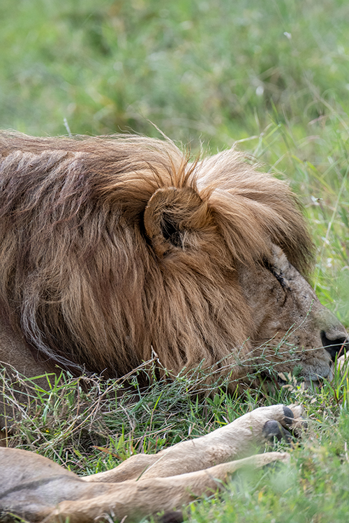 Lion, Drive Through the Central Serengeti, Tanzania