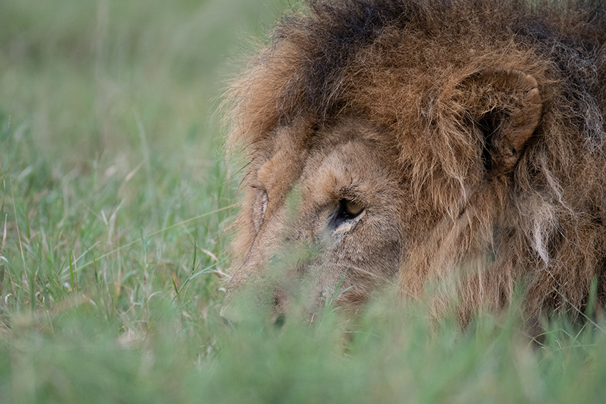 Lion, Drove from Ang'Ata to Arusha, Tanzania