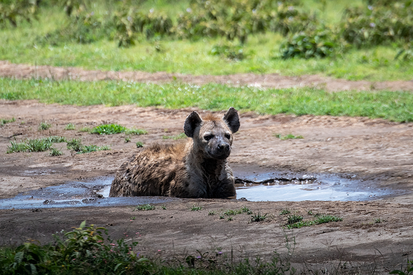 Spotted Hyena, Drive Through the Central Serengeti, Tanzania