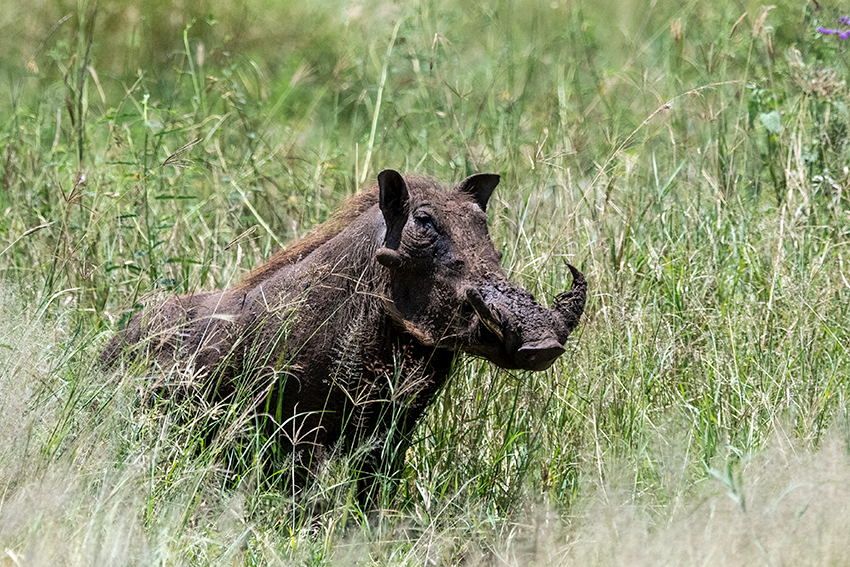Warthog, Seronera Area, Serengeti NP, Tanzania