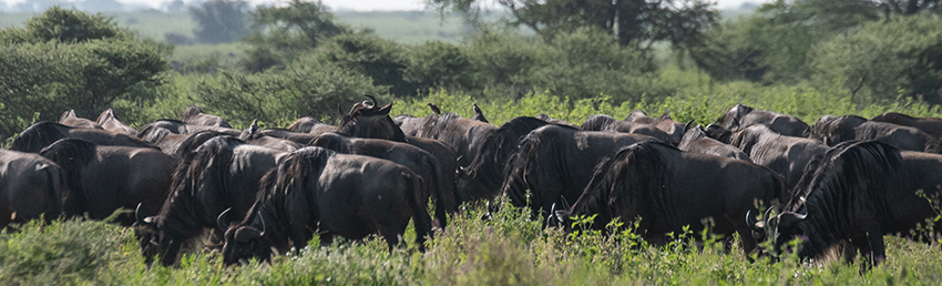 Wildebeest Migration, Drive Through the Central Serengeti, Tanzania