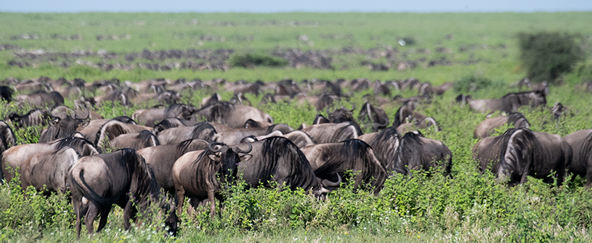 Wildebeest Migration, Drive Through the Central Serengeti, Tanzania