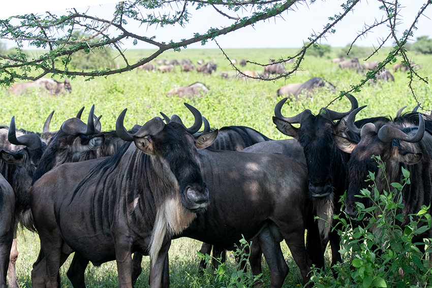 Wildebeest, Drive Through the Central Serengeti, Tanzania