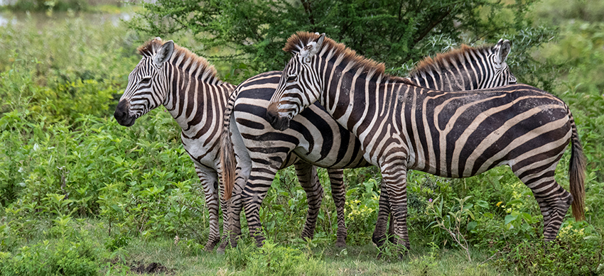 Plains Zebra (Grant's Zebra), Lake Manyara NP Game Drive, Tanzania