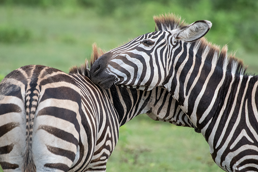 Plains Zebra (Grant's Zebra), Lake Manyara NP Game Drive, Tanzania