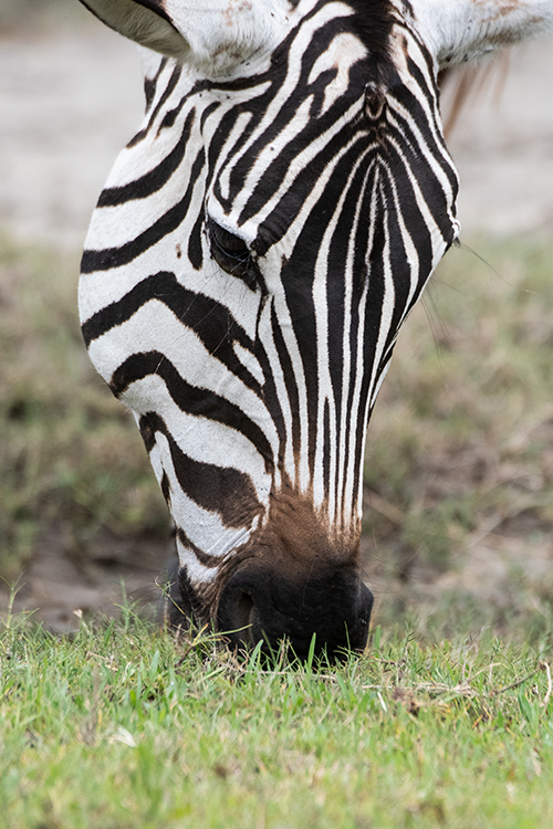 Plains Zebra (Grant's Zebra), Ngorongoro Crater, Tanzania