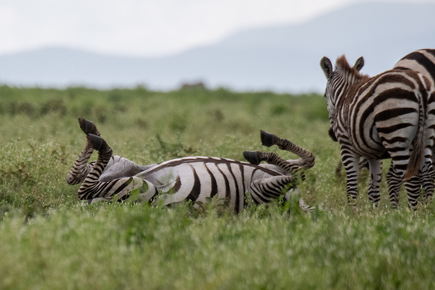Frolicking Zebra, Drove from Ang'Ata to Arusha, Tanzania