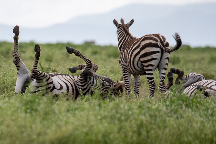 Frolicking Zebra, Drove from Ang'Ata to Arusha, Tanzania
