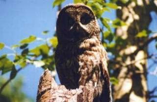 Mama Great Gray Owl