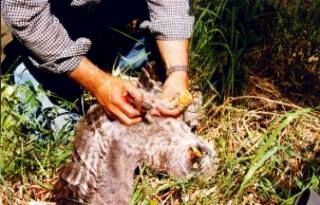 Banding a Great Gray Owl Baby