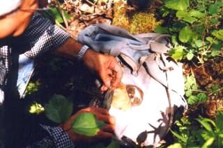 Banding a Saw-whet Owl baby