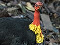 The Birds and Other Images of Australia and Tasmania by Richard L. Becker