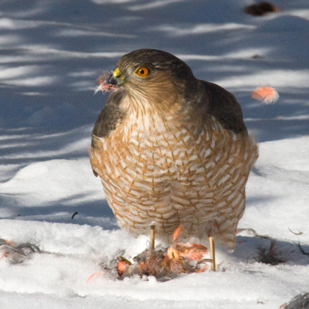 Sharp-shinned Hawk, Stamford, CT