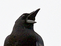 American Crow