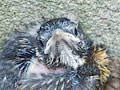 Nesting American Robin