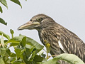 Juvenile Black-crowned Night-Heron