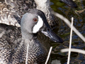 Blue-winged Teal