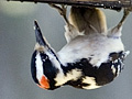 Hairy Woodpecker